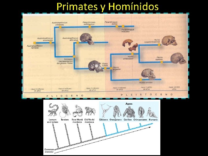 Primates y Homínidos 