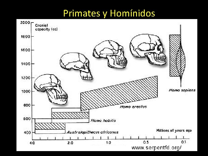 Primates y Homínidos 