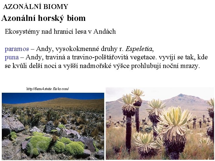 AZONÁLNÍ BIOMY Azonální horský biom Ekosystémy nad hranicí lesa v Andách paramos – Andy,
