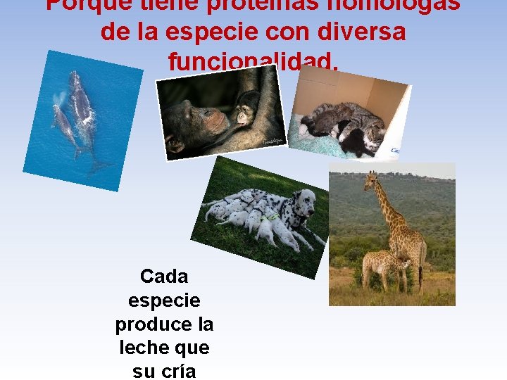 Porque tiene proteínas homólogas de la especie con diversa funcionalidad. Cada especie produce la