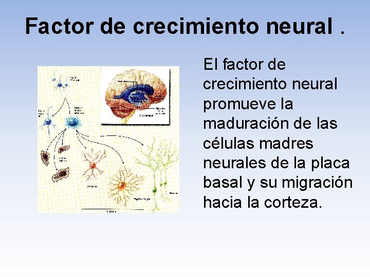 Factor de crecimiento neural. El factor de crecimiento neural promueve la maduración de las