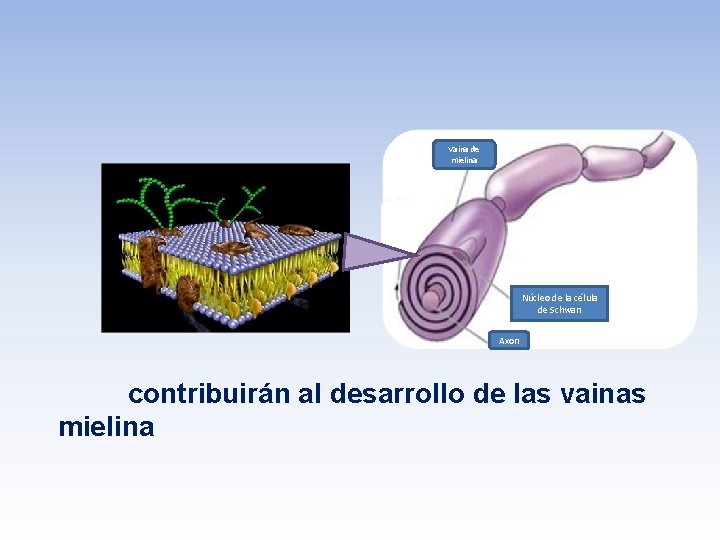 Vaina de mielina Núcleo de la célula de Schwan Axon contribuirán al desarrollo de