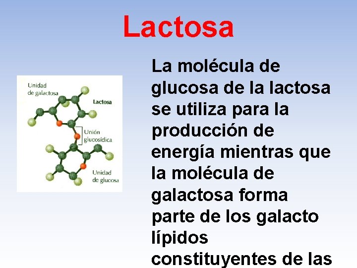 Lactosa La molécula de glucosa de la lactosa se utiliza para la producción de
