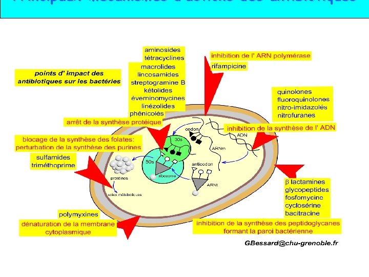 Principaux mécanismes d’actions des antibiotiques Mécanismes d’action des antibiotiques, 