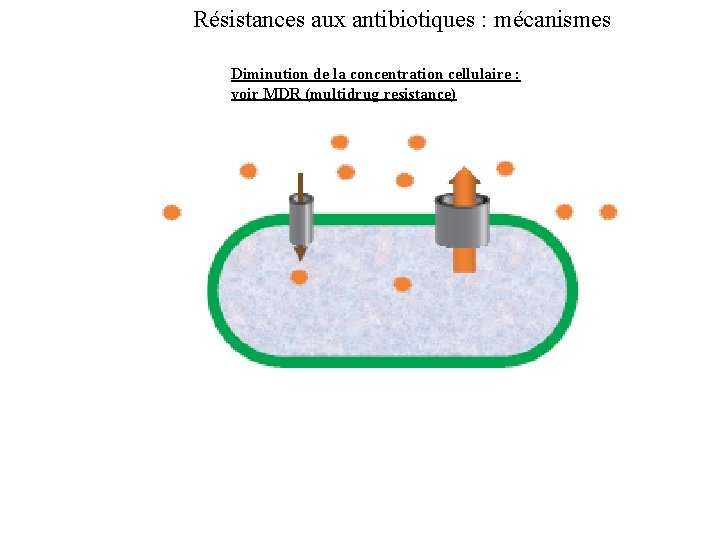 Résistances aux antibiotiques : mécanismes Diminution de la concentration cellulaire : voir MDR (multidrug