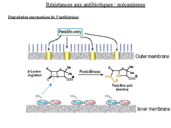 Résistances aux antibiotiques : mécanismes Dégradation enzymatique de l’antibiotique 