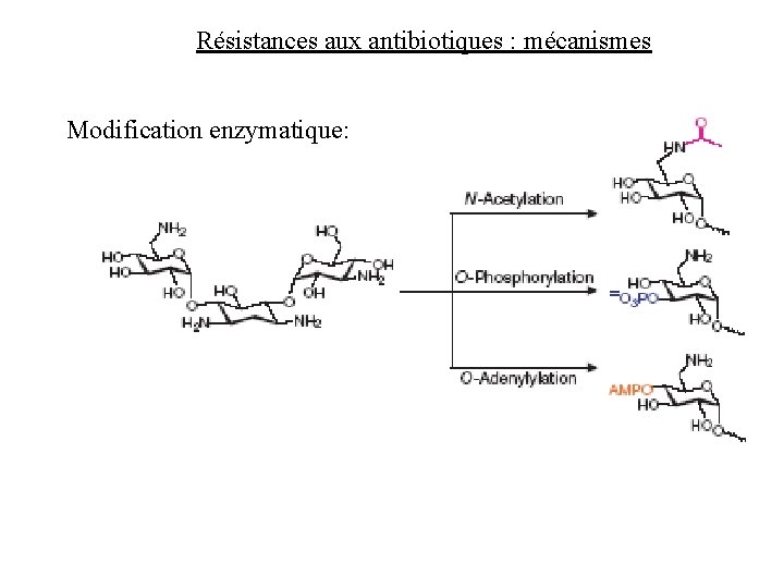 Résistances aux antibiotiques : mécanismes Modification enzymatique: 