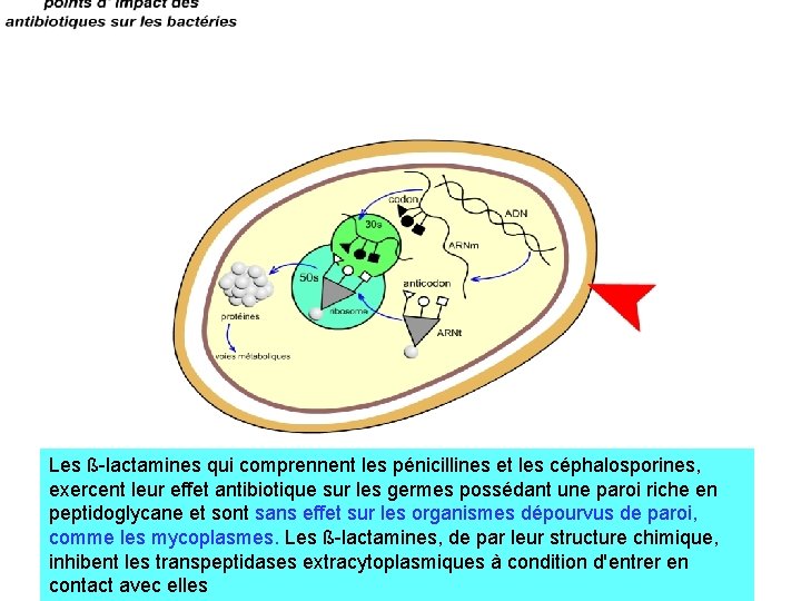 Les ß-lactamines qui comprennent les pénicillines et les céphalosporines, exercent leur effet antibiotique sur