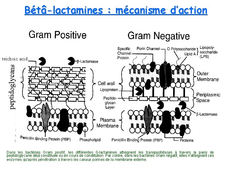 Bétâ-lactamines : mécanisme d’action peptidoglycans teichoic acid Dans les bactéries Gram positif, les différentes