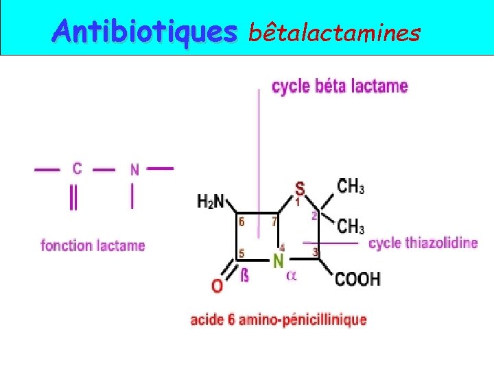 Antibiotiques bêtalactamines 