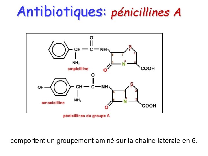 Antibiotiques: pénicillines A comportent un groupement aminé sur la chaine latérale en 6. 