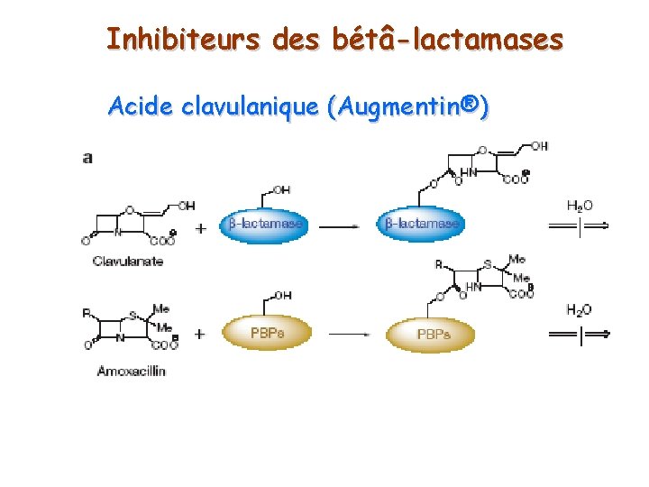 Inhibiteurs des bétâ-lactamases Acide clavulanique (Augmentin®) 