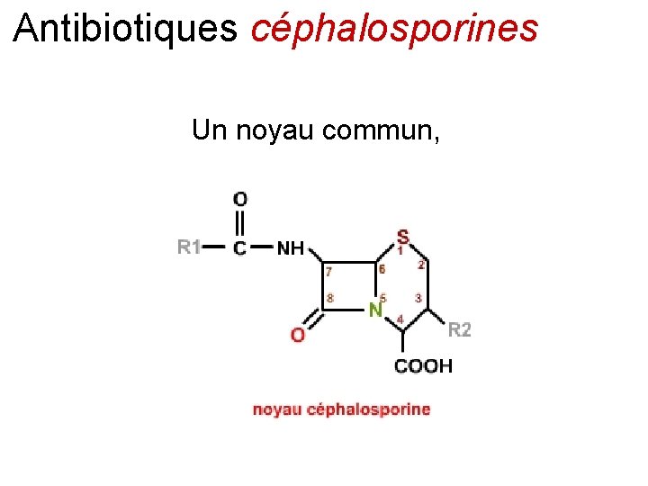 Antibiotiques céphalosporines Un noyau commun, 