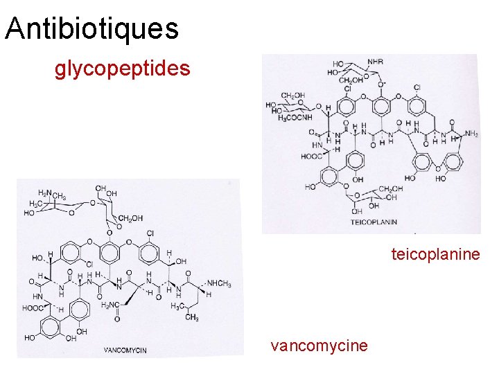 Antibiotiques glycopeptides teicoplanine vancomycine 