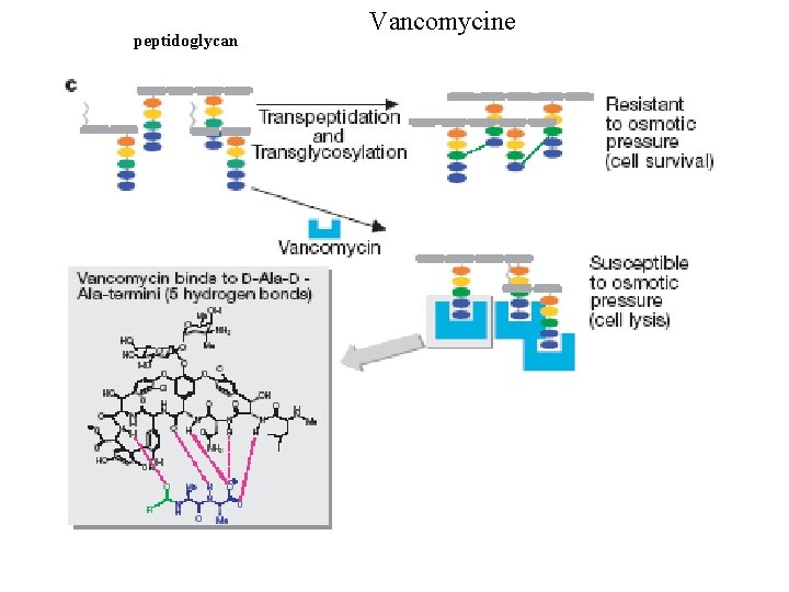 peptidoglycan Vancomycine 