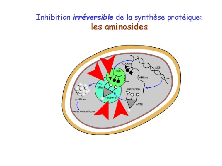 Inhibition irréversible de la synthèse protéique: les aminosides 