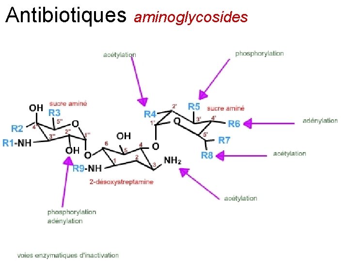 Antibiotiques aminoglycosides 
