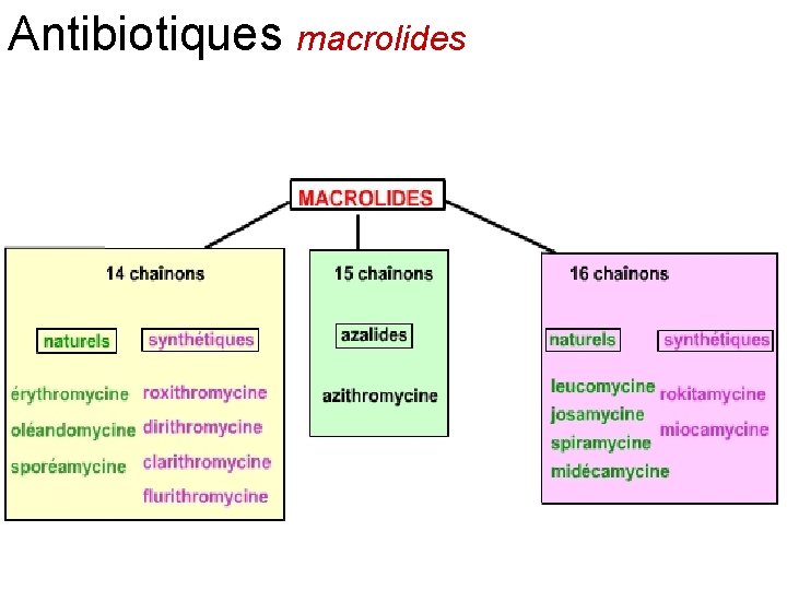 Antibiotiques macrolides 