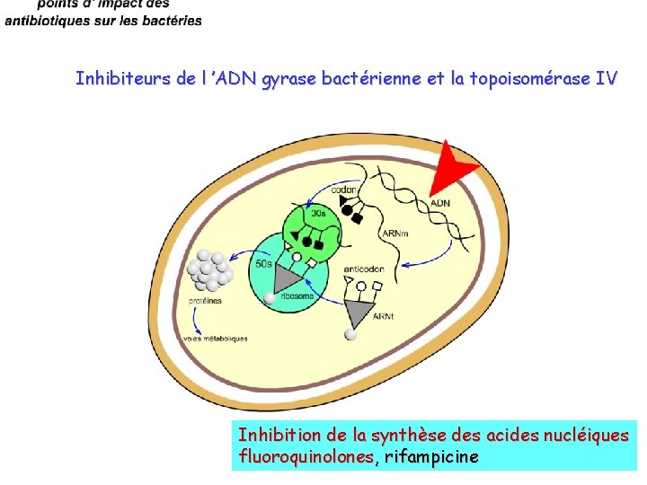 Inhibiteurs de l ’ADN gyrase bactérienne et la topoisomérase IV Inhibition de la synthèse