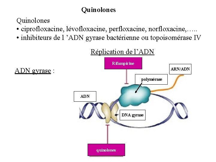 Quinolones • ciprofloxacine, lévofloxacine, perfloxacine, norfloxacine, …. . • inhibiteurs de l ’ADN gyrase