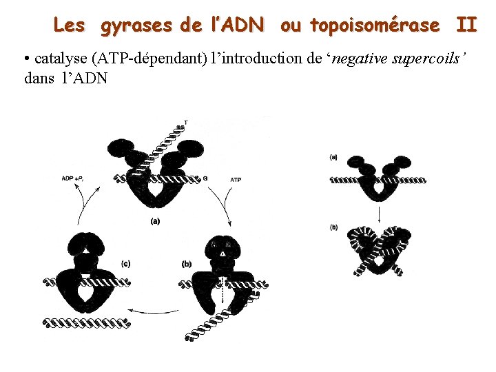 Les gyrases de l’ADN ou topoisomérase II • catalyse (ATP-dépendant) l’introduction de ‘negative supercoils’