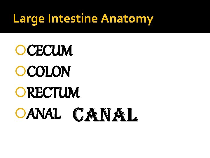 Large Intestine Anatomy CECUM COLON RECTUM ANAL 