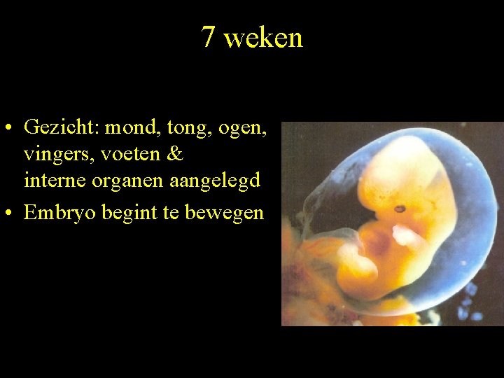 7 weken • Gezicht: mond, tong, ogen, vingers, voeten & interne organen aangelegd •