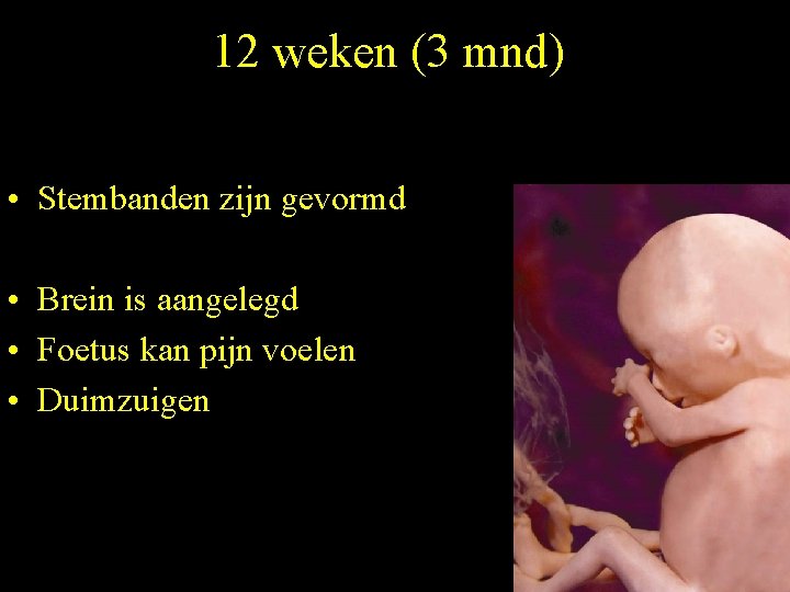 12 weken (3 mnd) • Stembanden zijn gevormd • Brein is aangelegd • Foetus