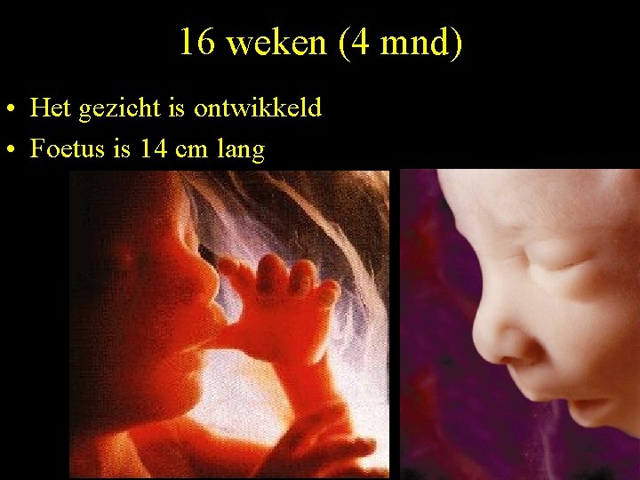 16 weken (4 mnd) • Het gezicht is ontwikkeld • Foetus is 14 cm