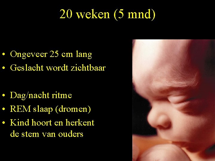 20 weken (5 mnd) • Ongeveer 25 cm lang • Geslacht wordt zichtbaar •