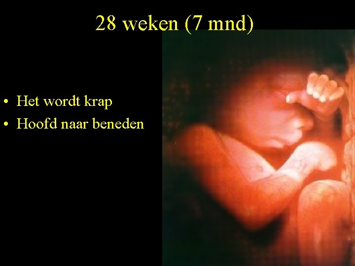 28 weken (7 mnd) • Het wordt krap • Hoofd naar beneden 