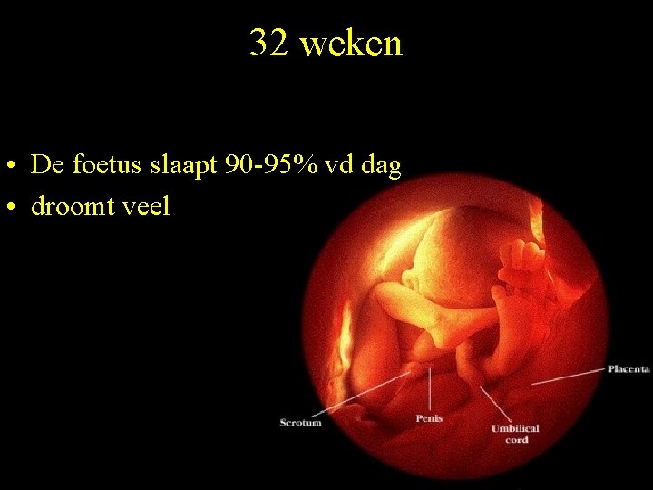 32 weken • De foetus slaapt 90 -95% vd dag • droomt veel 