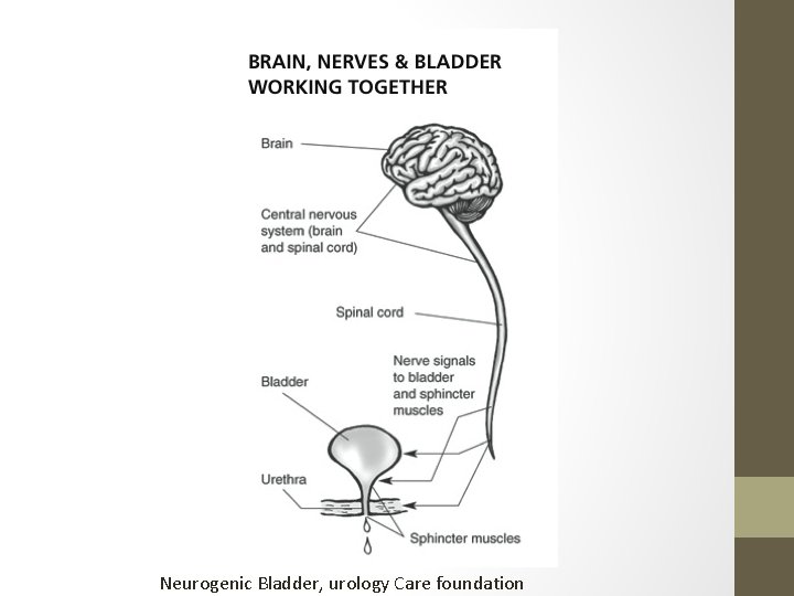 Neurogenic Bladder, urology Care foundation 