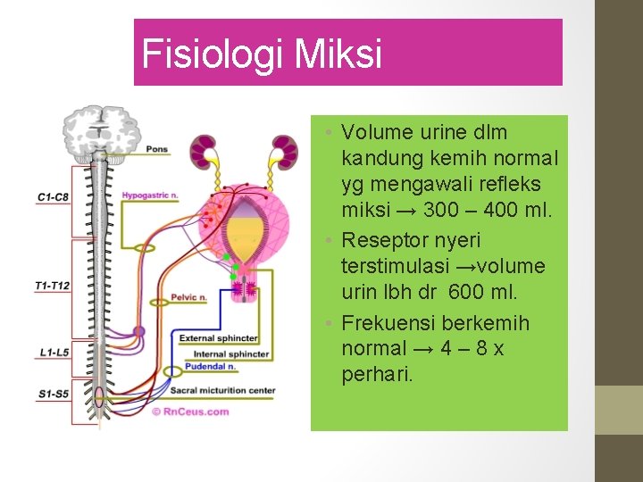 Fisiologi Miksi • Volume urine dlm kandung kemih normal yg mengawali refleks miksi →