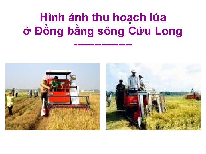 Hình ảnh thu hoạch lúa ở Đồng bằng sông Cửu Long --------- 