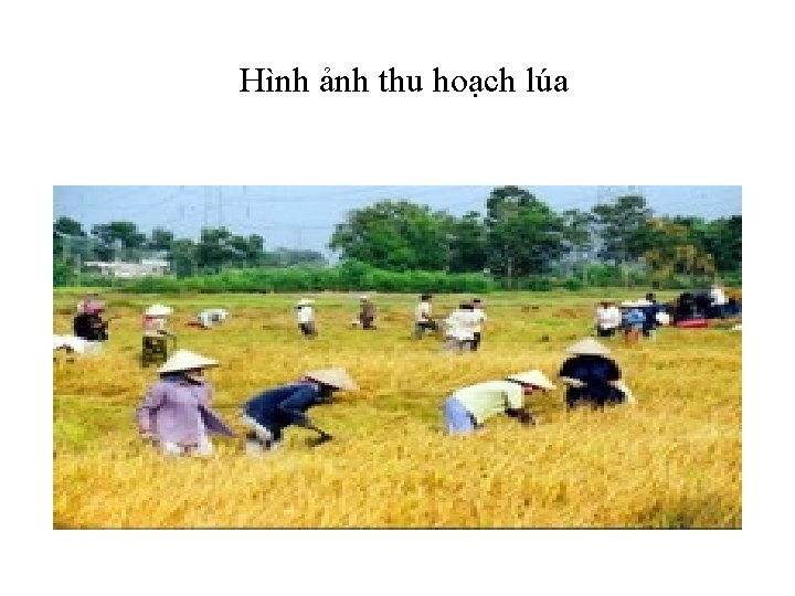 Hình ảnh thu hoạch lúa 