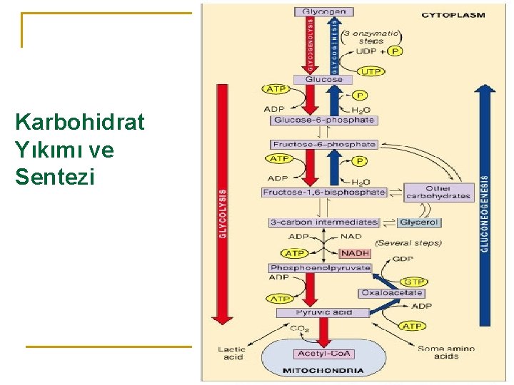 Karbohidrat Yıkımı ve Sentezi 