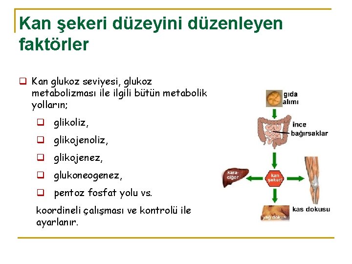 Kan şekeri düzeyini düzenleyen faktörler q Kan glukoz seviyesi, glukoz metabolizması ile ilgili bütün