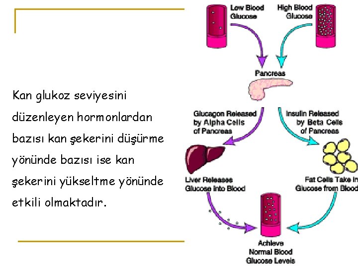 Kan glukoz seviyesini düzenleyen hormonlardan bazısı kan şekerini düşürme yönünde bazısı ise kan şekerini