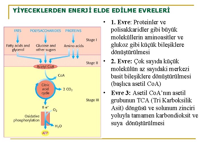YİYECEKLERDEN ENERJİ ELDE EDİLME EVRELERİ • 1. Evre: Proteinler ve polisakkaridler gibi büyük moleküllerin