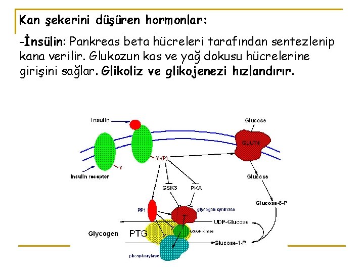 Kan şekerini düşüren hormonlar: -İnsülin: Pankreas beta hücreleri tarafından sentezlenip kana verilir. Glukozun kas