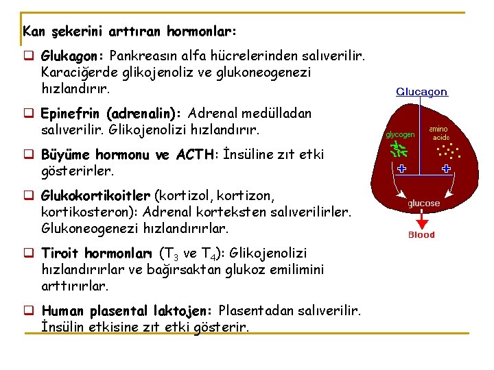 Kan şekerini arttıran hormonlar: q Glukagon: Pankreasın alfa hücrelerinden salıverilir. Karaciğerde glikojenoliz ve glukoneogenezi