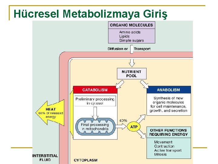 Hücresel Metabolizmaya Giriş 