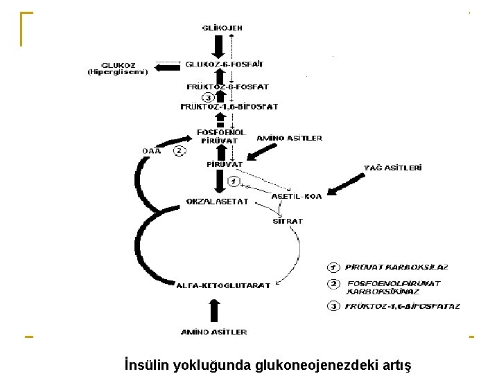 İnsülin yokluğunda glukoneojenezdeki artış 