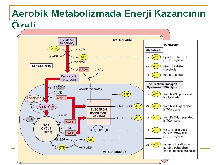 Aerobik Metabolizmada Enerji Kazancının Özeti 