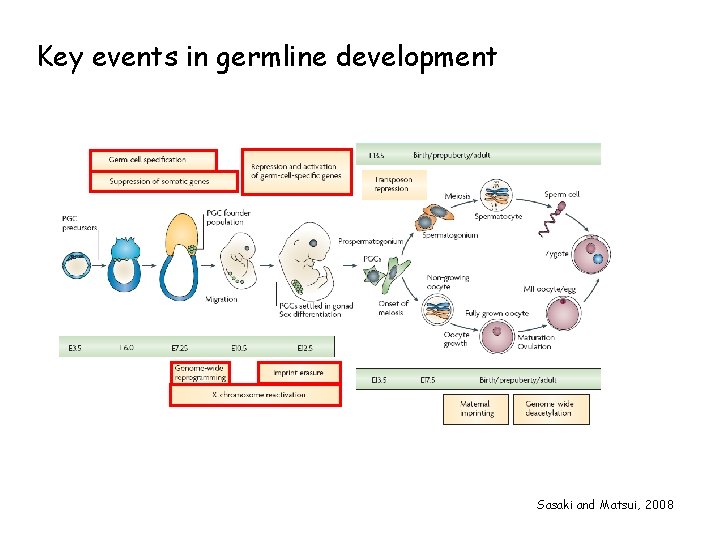 Key events in germline development Sasaki and Matsui, 2008 