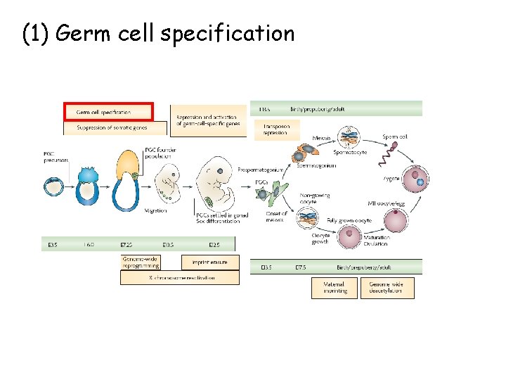 (1) Germ cell specification 