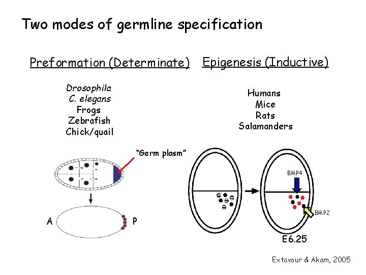 Two modes of germline specification Preformation (Determinate) Drosophila C. elegans Frogs Zebrafish Chick/quail Epigenesis