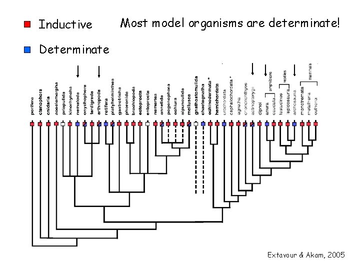 Inductive Most model organisms are determinate! Determinate Extavour & Akam, 2005 
