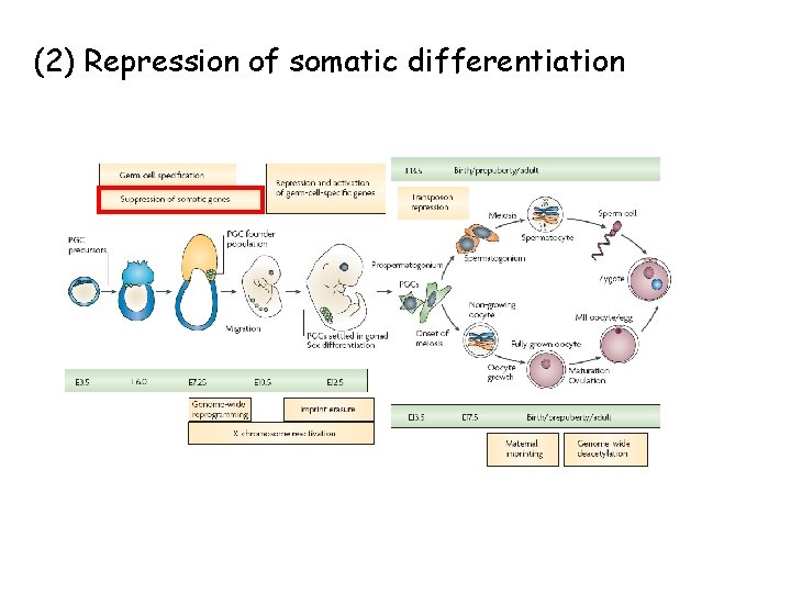 (2) Repression of somatic differentiation 